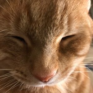 Meet your Posher, Laci